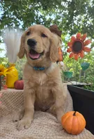 Teddy, a male Golden Retriever for sale in Lowell, AR – 5 of 10