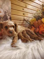 Rocco, a male Poodle - Miniature  for sale in Lowell, AR – 10 of 10