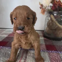 Honey , a female Goldendoodle for sale in Lowell, AR – Photo 1 of 6