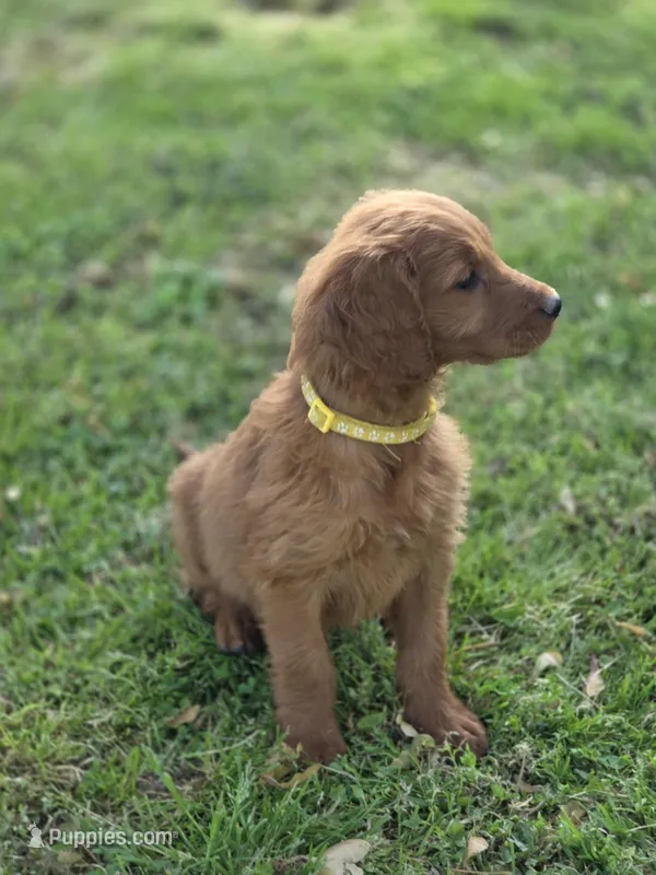 Honey love – Goldendoodle puppy for sale in Lowell, AR