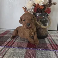 Honey , a female Goldendoodle for sale in Lowell, AR – Photo 4 of 6