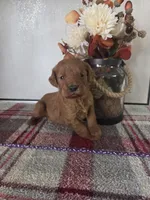 Dorothy , a female Goldendoodle for sale in Lowell, AR – Photo 4 of 6