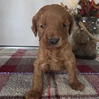 Honey , a female Goldendoodle for sale in Lowell, AR – Photo 6 of 6