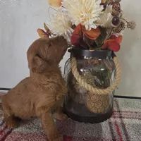 Honey , a female Goldendoodle for sale in Lowell, AR – Photo 2 of 6