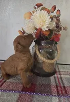 Dorothy , a female Goldendoodle for sale in Lowell, AR – Photo 2 of 6