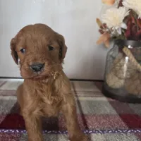 Honey , a female Goldendoodle for sale in Lowell, AR – Photo 5 of 6