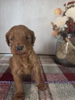 Dorothy , a female Goldendoodle for sale in Lowell, AR – Photo 5 of 6