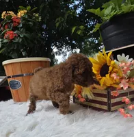 Rocco, a male Poodle - Miniature  for sale in Lowell, AR – 7 of 10