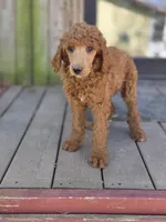 Charlie Jr, a male Poodle - Standard  for sale in Lowell, AR – Photo 4 of 8