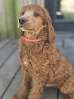 Charlie Jr, a male Poodle - Standard  for sale in Lowell, AR – Photo 3 of 8