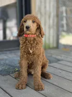 Charlie Jr, a male Poodle - Standard  for sale in Lowell, AR – Photo 2 of 8