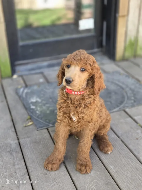 Charlie Jr – Poodle - Standard  puppy for sale in Lowell, AR