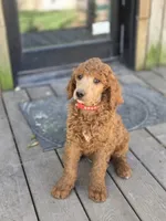 Charlie Jr, a male Poodle - Standard  for sale in Lowell, AR – Photo 1 of 8