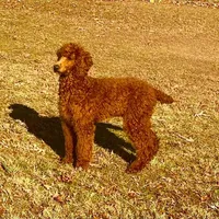 Charlie Jr, a male Poodle - Standard  for sale in Lowell, AR – Photo 7 of 8