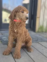 Charlie Jr, a male Poodle - Standard  for sale in Lowell, AR – Photo 5 of 8