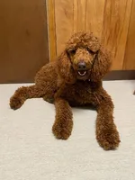 Charlie Jr, a male Poodle - Standard  for sale in Lowell, AR – Photo 4 of 5