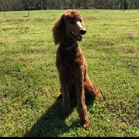 Charlie Jr, a male Poodle - Standard  for sale in Lowell, AR – Photo 6 of 8