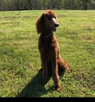 Charlie Jr, a male Poodle - Standard  for sale in Lowell, AR – Photo 3 of 5