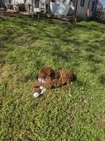 Charlie Jr, a male Poodle - Standard  for sale in Lowell, AR – Photo 8 of 8