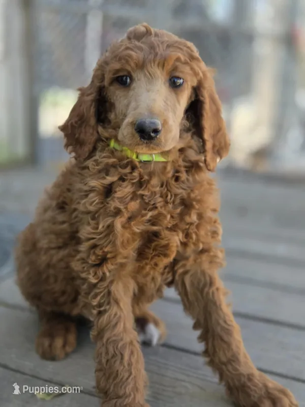 Charlie Jr – Poodle - Standard  puppy for sale in Lowell, AR