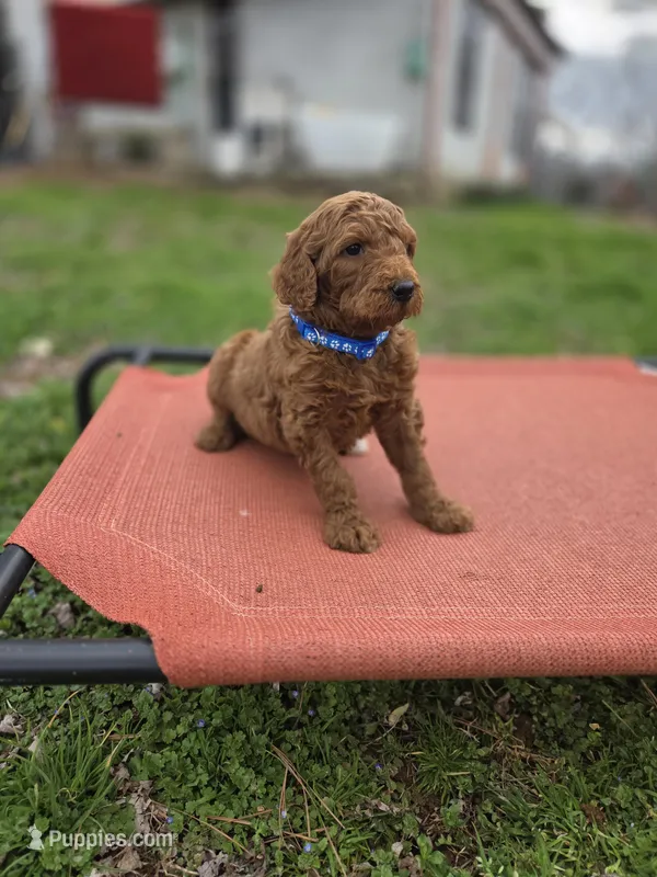 Charlie Jr – Poodle - Standard  puppy for sale in Lowell, AR