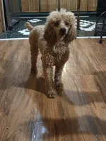Honey, a female Poodle - Miniature  for sale in Lowell, AR – 7 of 8