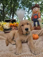 Teddy, a male Golden Retriever for sale in Lowell, AR – 6 of 10