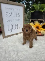 Honey, a female Poodle - Miniature  for sale in Lowell, AR – 2 of 10