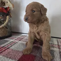 Sugar , a female Goldendoodle for sale in Lowell, AR – Photo 2 of 9