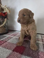 Betty, a female Goldendoodle for sale in Lowell, AR – Photo 2 of 4