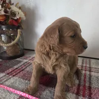 Sugar , a female Goldendoodle for sale in Lowell, AR – Photo 5 of 9