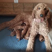 Sugar , a female Goldendoodle for sale in Lowell, AR – Photo 3 of 9
