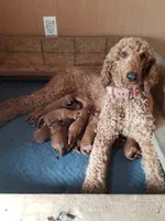 Betty, a female Goldendoodle for sale in Lowell, AR – Photo 3 of 4