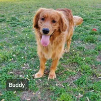 Sugar , a female Goldendoodle for sale in Lowell, AR – Photo 4 of 9