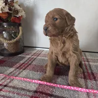 Sugar , a female Goldendoodle for sale in Lowell, AR – Photo 7 of 9