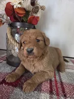Betty, a female Goldendoodle for sale in Lowell, AR – Photo 1 of 4