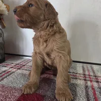 Sugar , a female Goldendoodle for sale in Lowell, AR – Photo 9 of 9