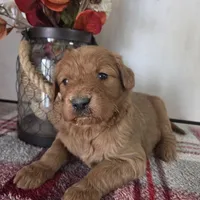 Sugar , a female Goldendoodle for sale in Lowell, AR – Photo 8 of 9