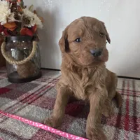 Sugar , a female Goldendoodle for sale in Lowell, AR – Photo 6 of 9