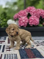 Teddy , a male Cockapoo for sale in Lowell, AR – 3 of 5