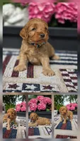 Teddy , a male Cockapoo for sale in Lowell, AR – 2 of 5