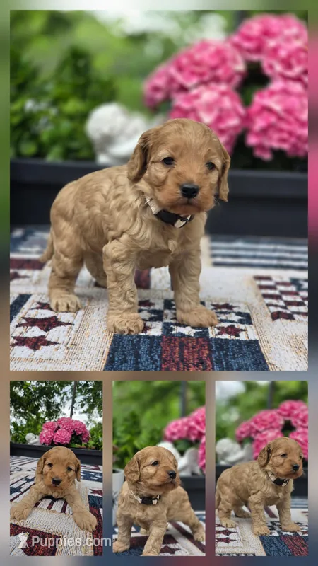 Teddy  – Cockapoo puppy for sale in Lowell, AR