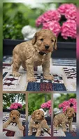 Teddy , a male Cockapoo for sale in Lowell, AR – 1 of 5