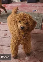 Teddy , a male Cockapoo for sale in Lowell, AR – 4 of 5