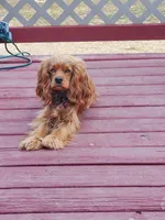 Teddy , a male Cockapoo for sale in Lowell, AR – 5 of 5