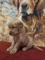 Skip, a male Golden Retriever for sale in Lowell, AR – 4 of 5