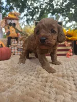 Dolly, a female Cockapoo for sale in Lowell, AR – 2 of 8