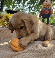 Skip, a male Golden Retriever for sale in Lowell, AR – 8 of 10