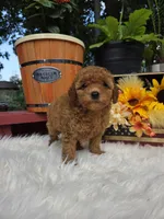 Honey, a female Poodle - Miniature  for sale in Lowell, AR – 5 of 10