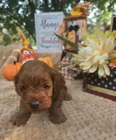Dolly, a female Cockapoo for sale in Lowell, AR – 5 of 8